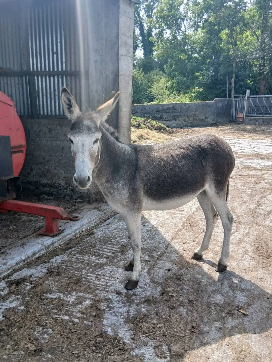 Female Donkey - Image 3