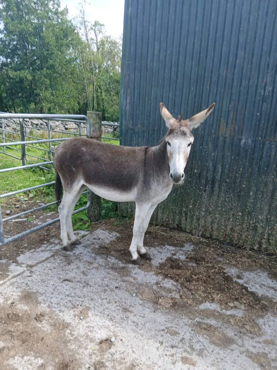 Female Donkey - Image 4