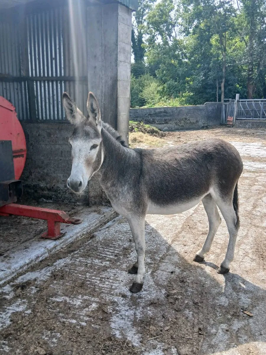 Female Donkey - Image 2