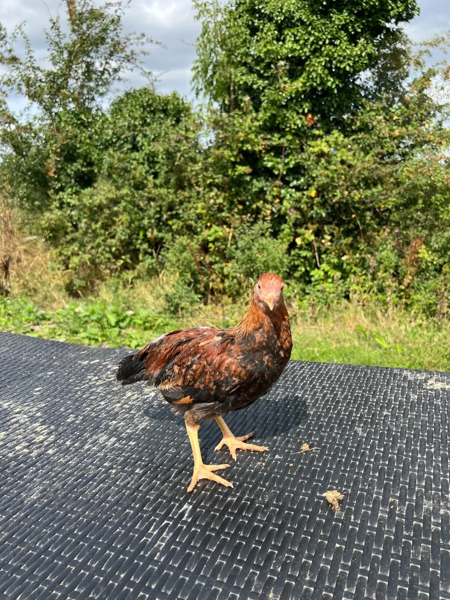 Silkies + poultry - Image 3