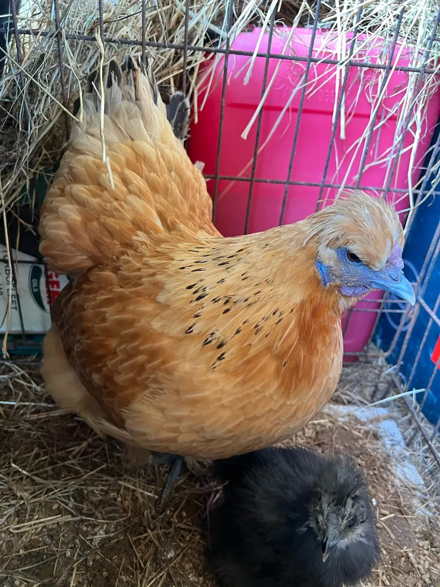 Silkies + poultry - Image 4