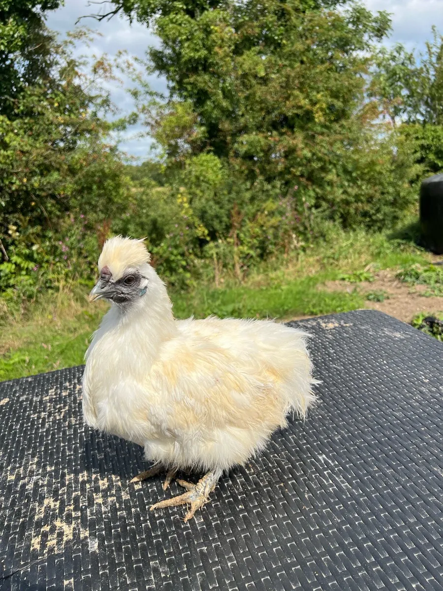 Silkies + poultry - Image 1
