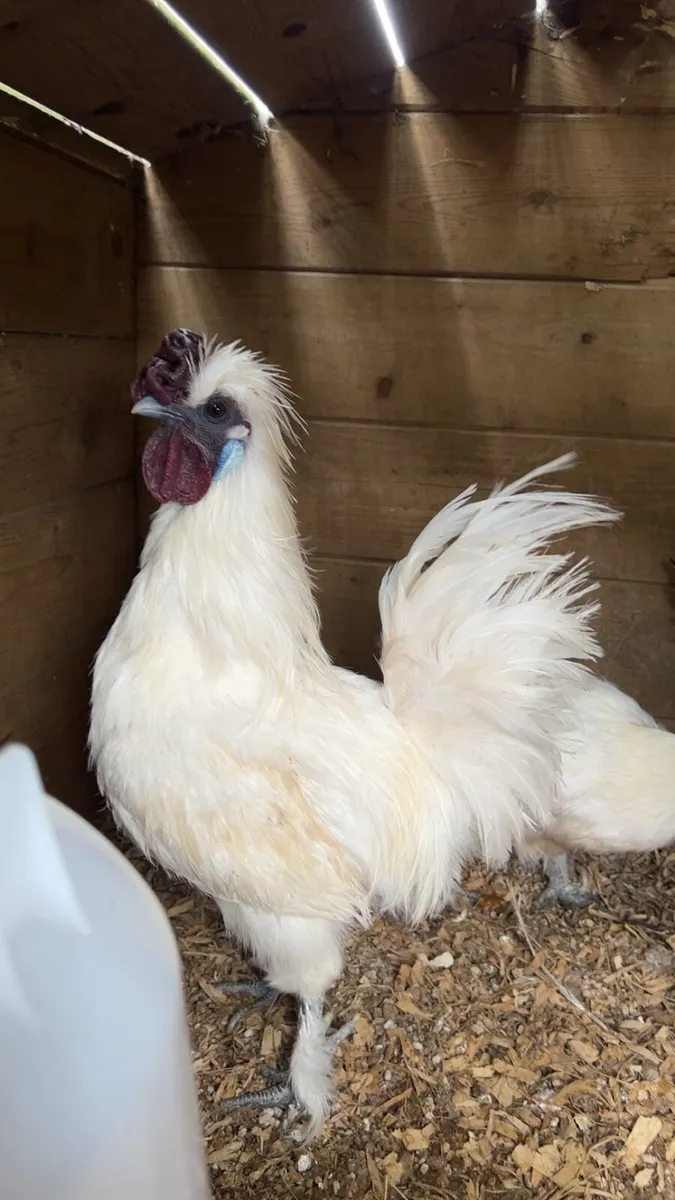 Silkies + poultry - Image 2
