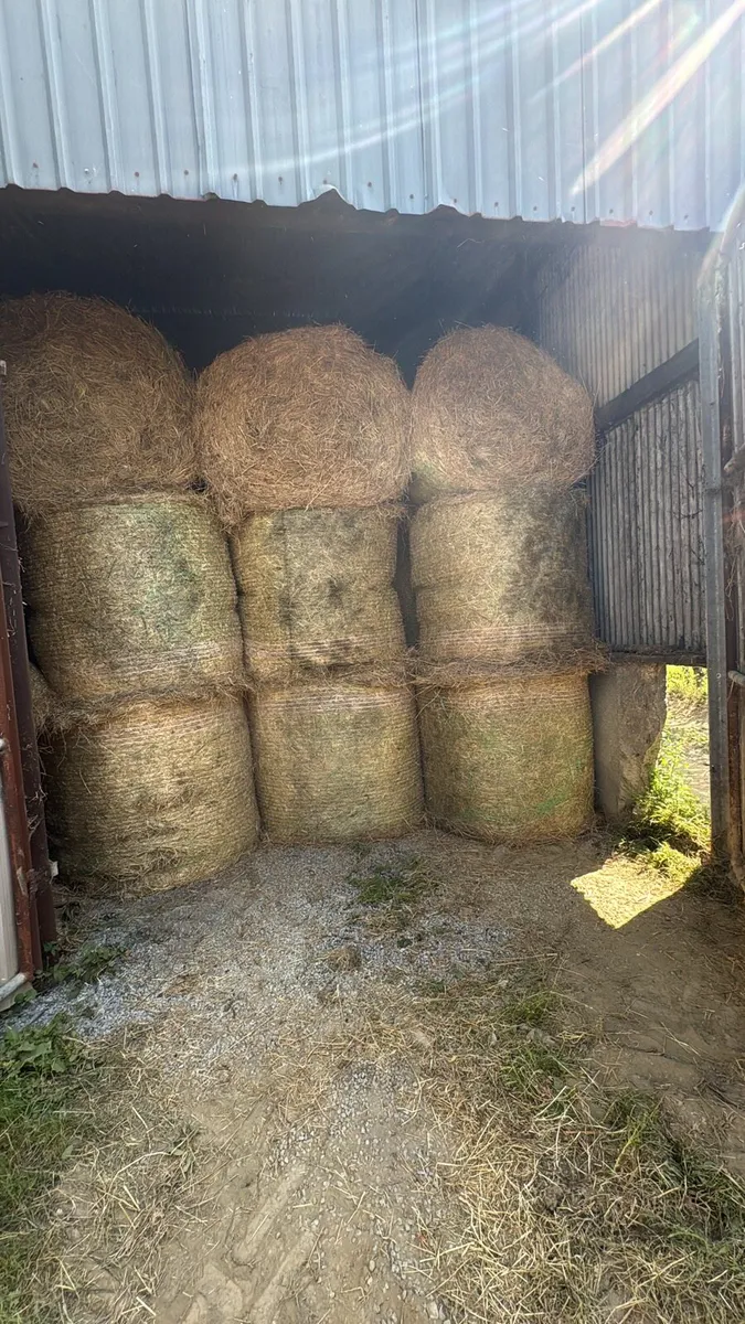 Bedding and feeding hay - Image 1