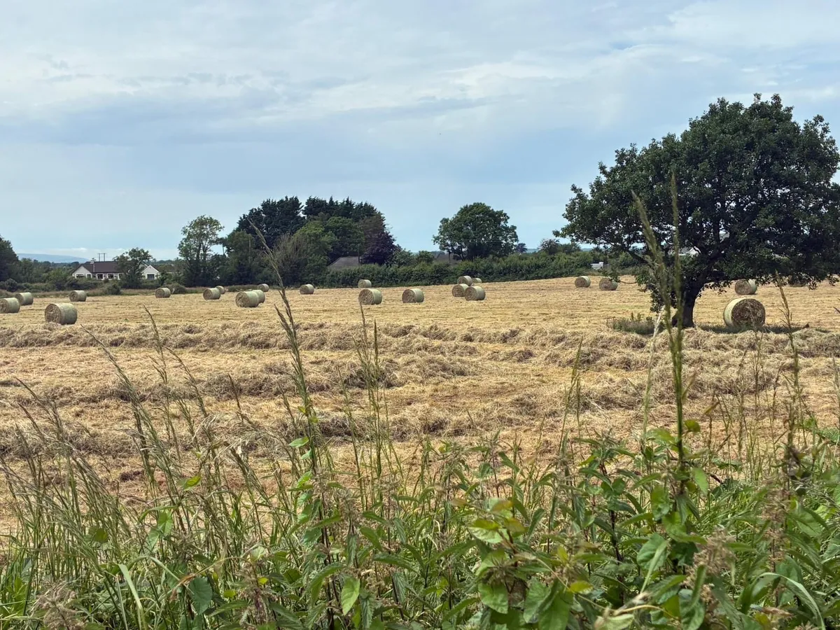 Bedding and feeding hay - Image 3