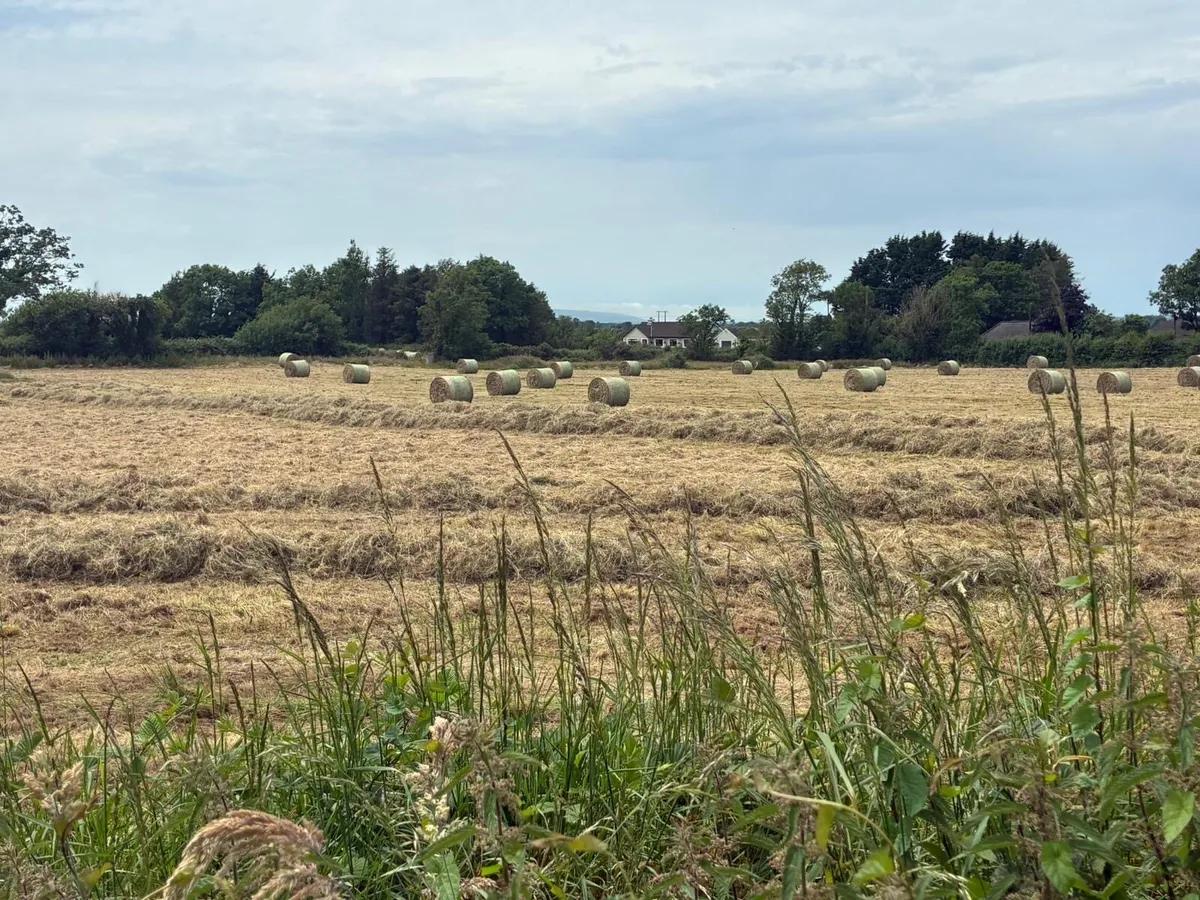 Bedding and feeding hay - Image 2