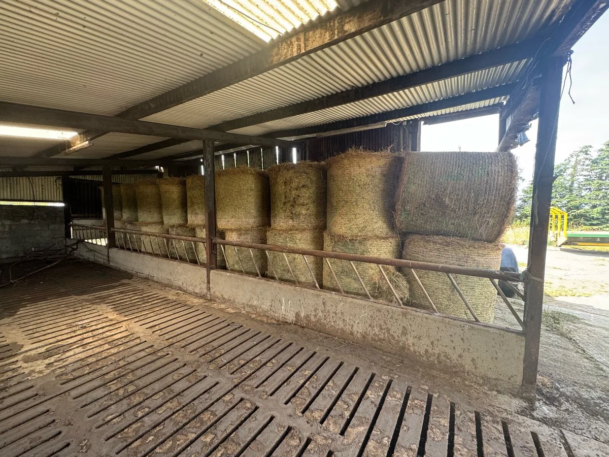 Bedding and feeding hay - Image 4