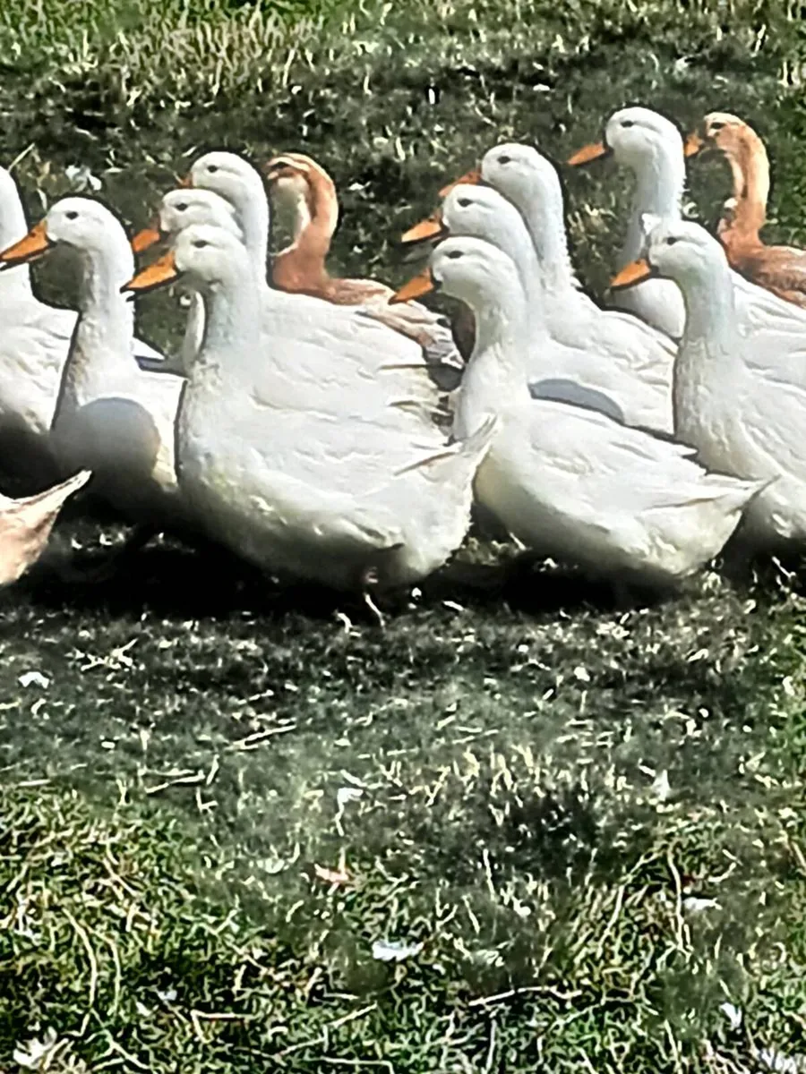 DRAKES: AYLESBURY, SAXONY & KHAKI CAMPBELL🦆 - Image 1