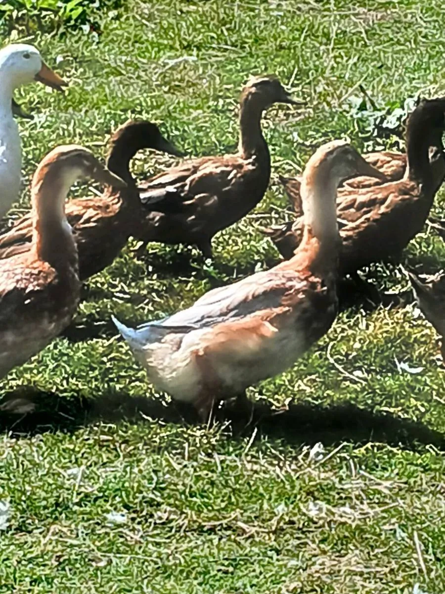 DRAKES: AYLESBURY, SAXONY & KHAKI CAMPBELL🦆 - Image 2