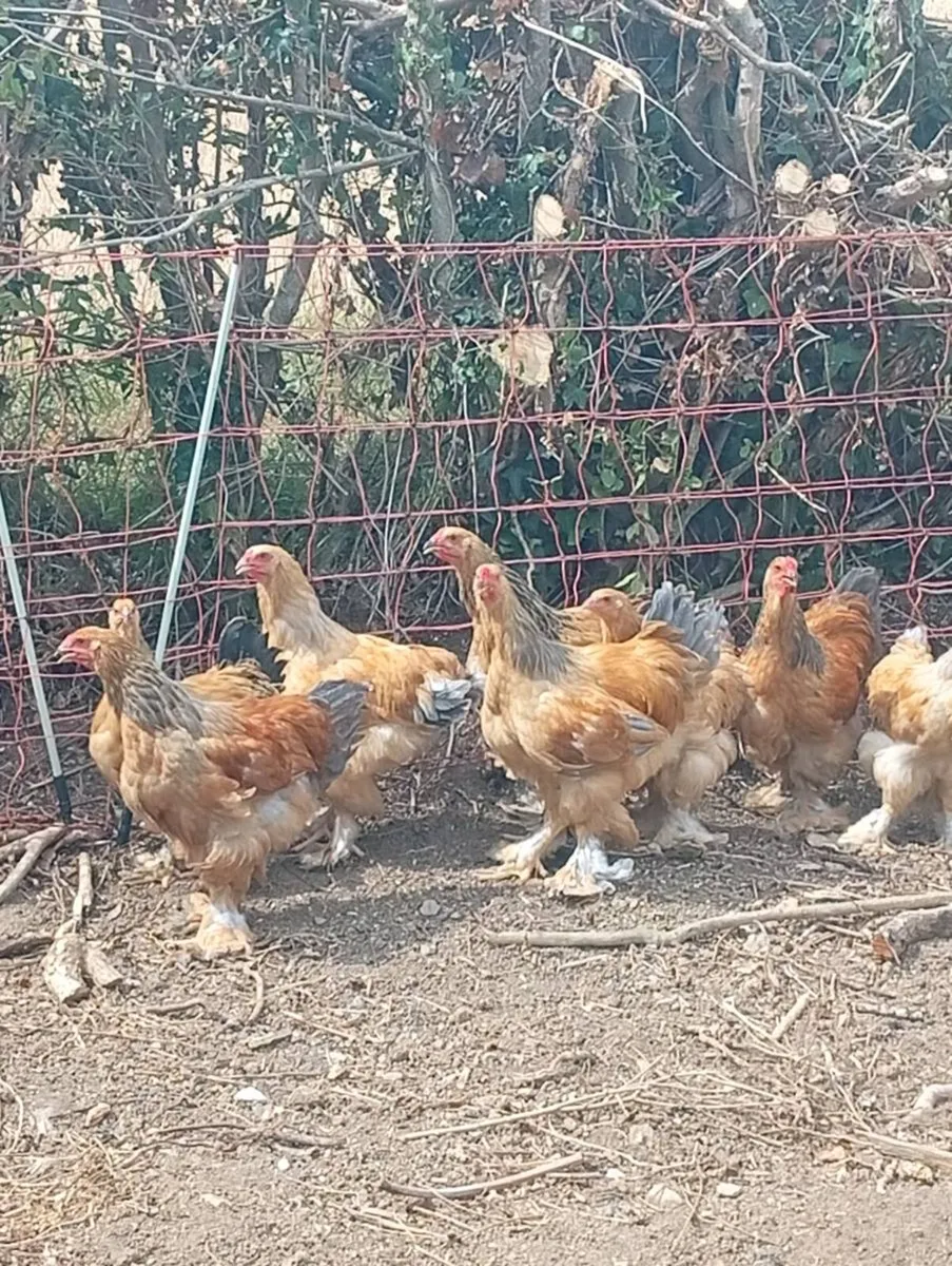 Brahmas - Image 1