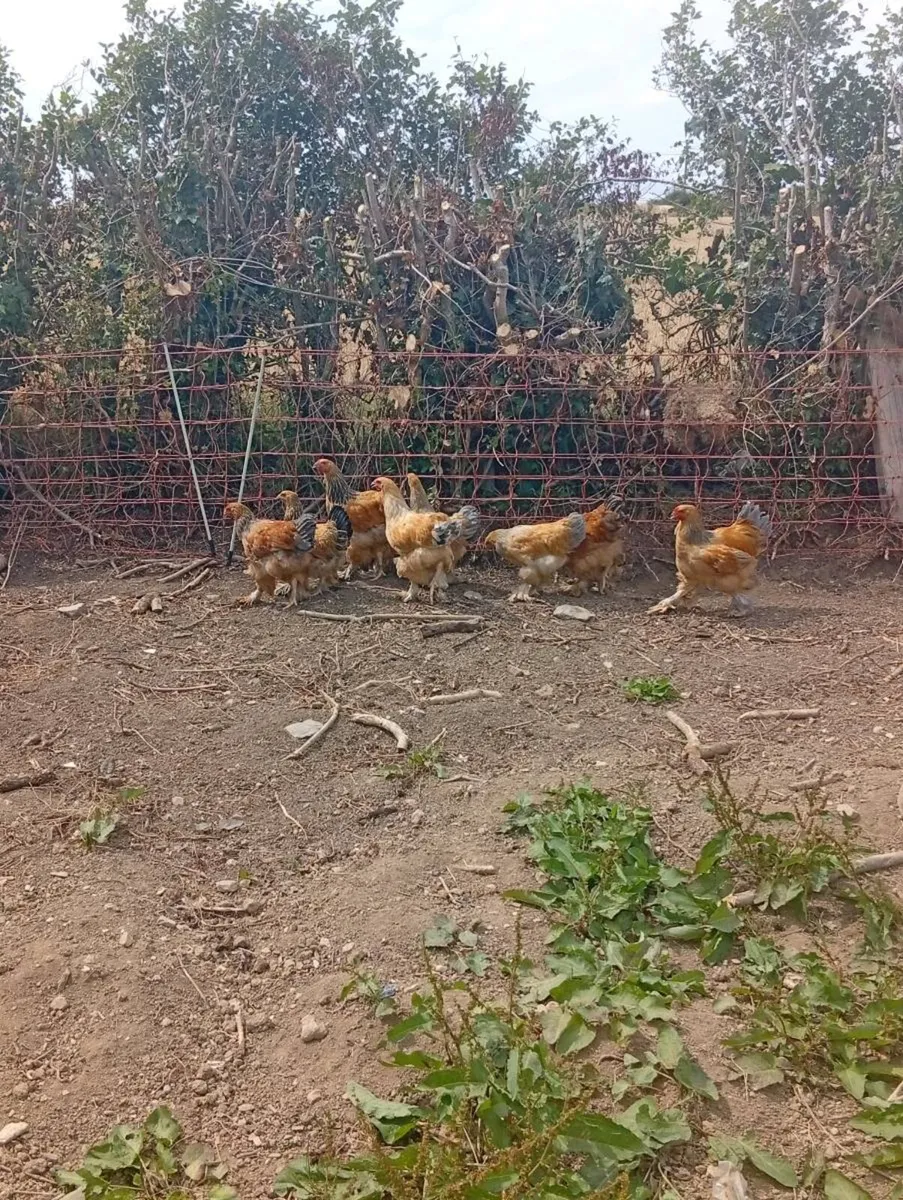 Brahmas - Image 2
