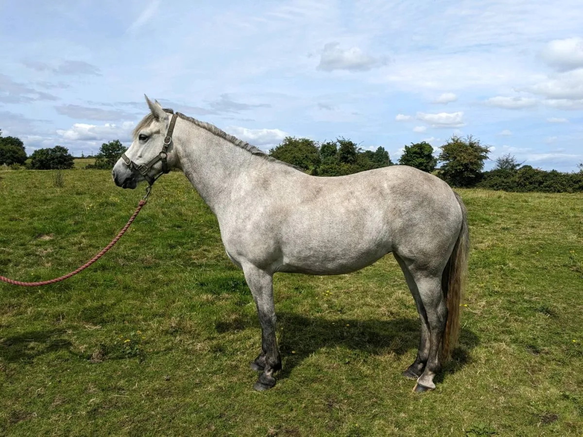3yr old Connemara Filly - Image 1