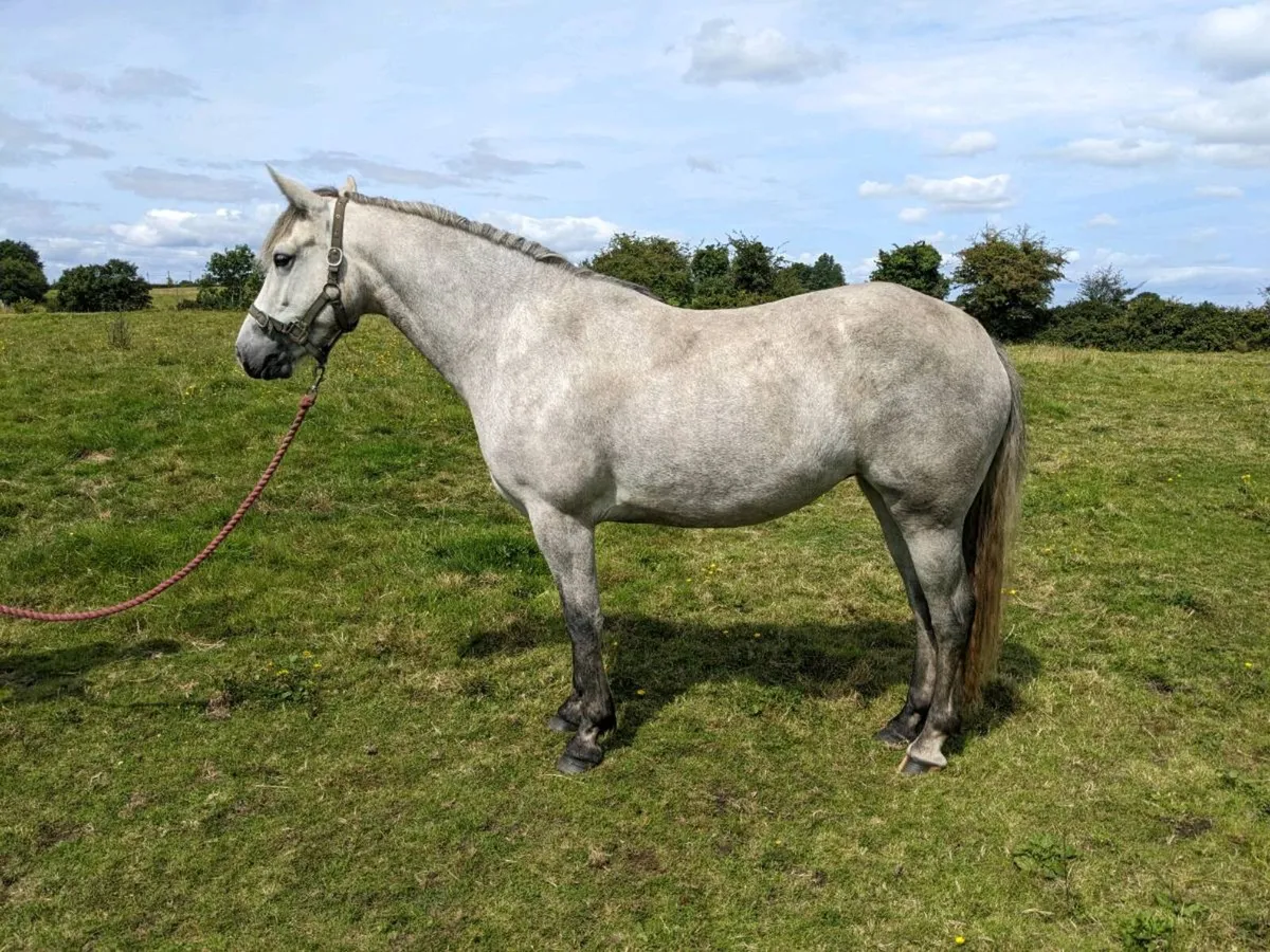 3yr old Connemara Filly - Image 2