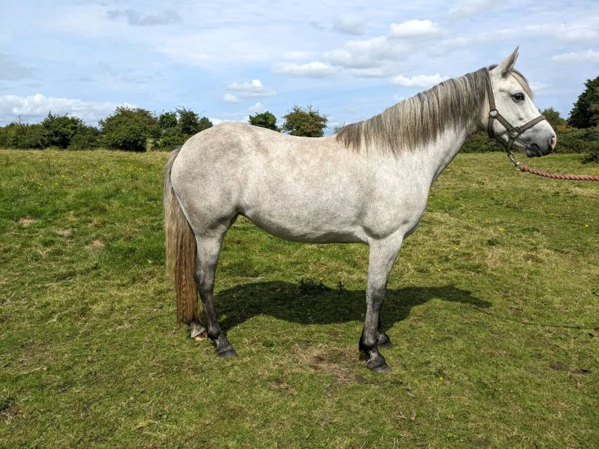 3yr old Connemara Filly - Image 3