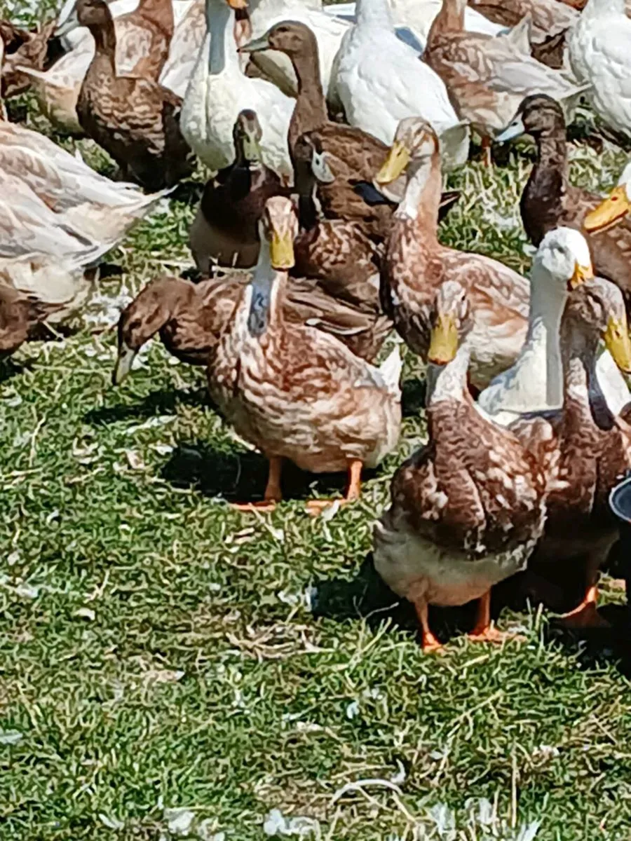 DRAKES: AYLESBURY, SAXONY & KHAKI CAMPBELL🦆 - Image 3
