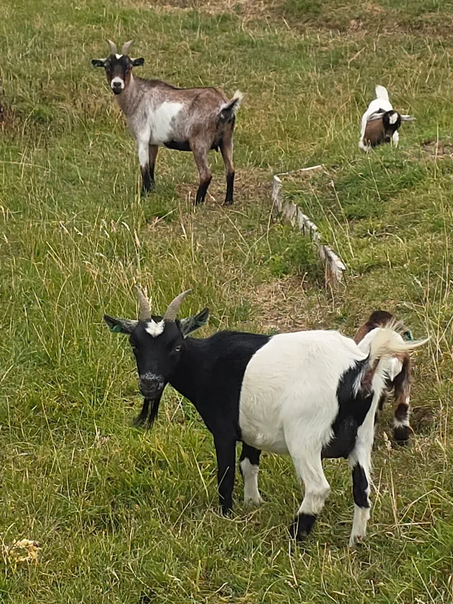 Pygmy Goats - Image 2