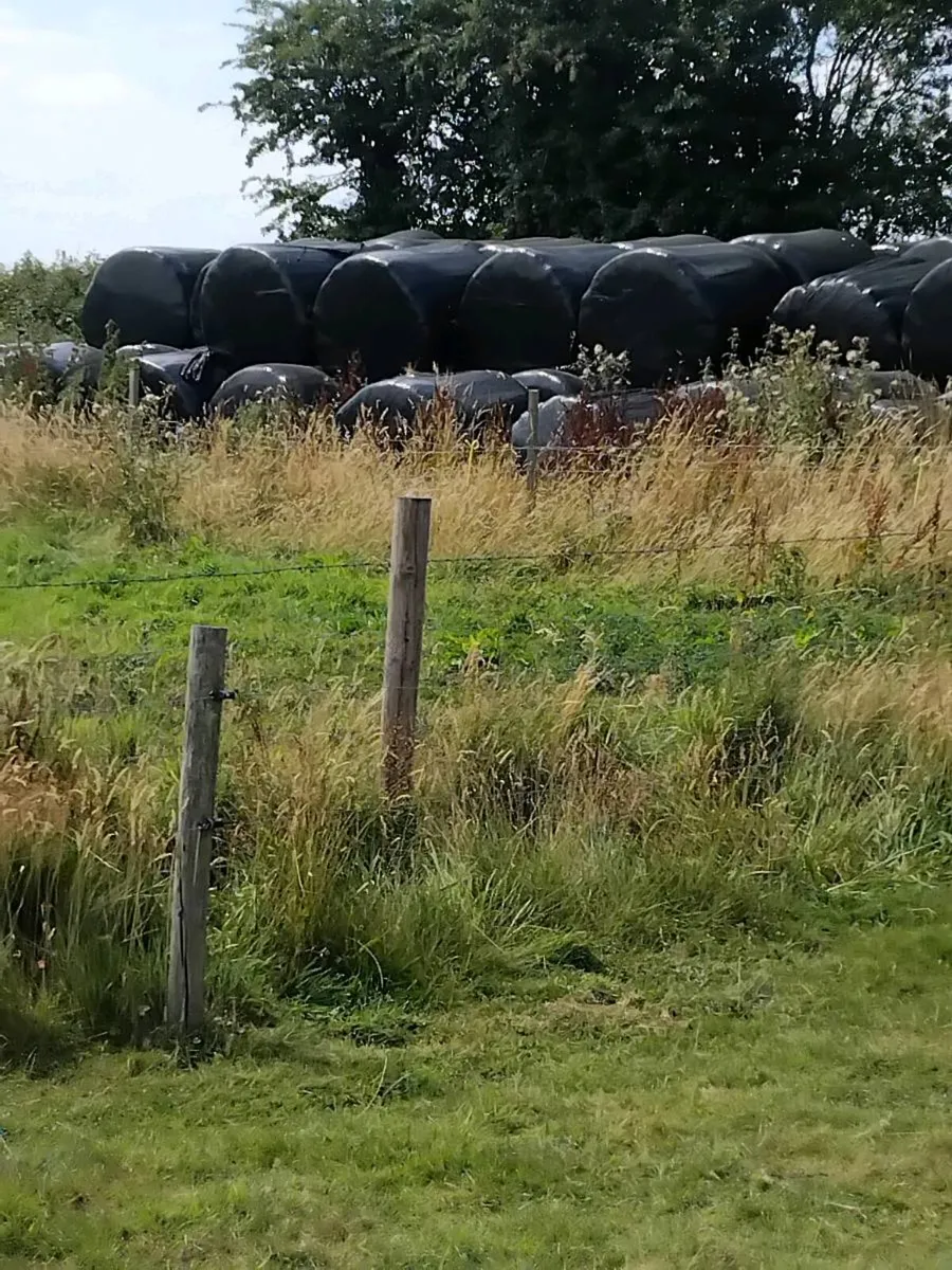 Bales of silage
