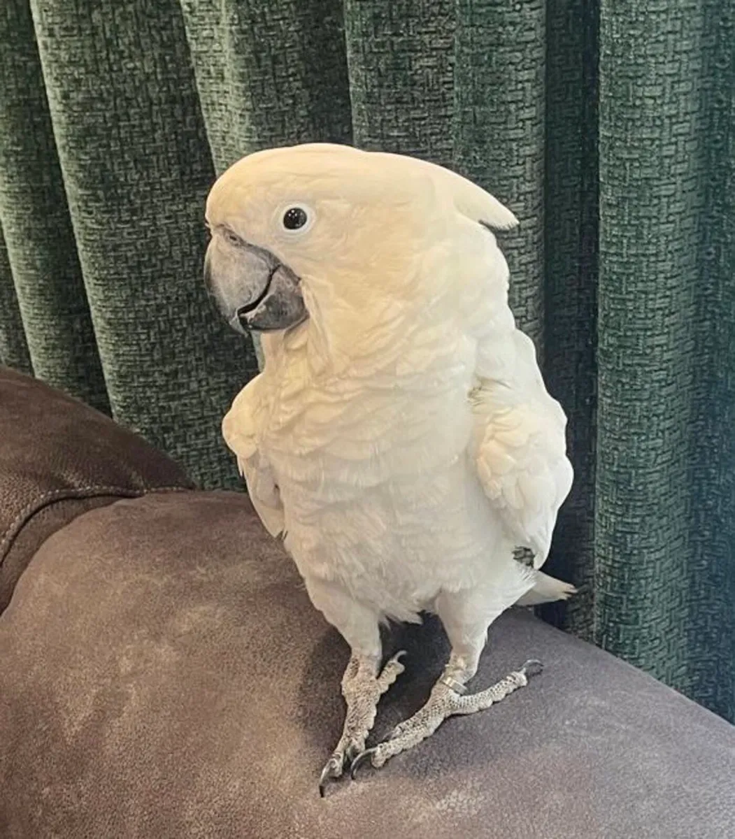Umbrella Cockatoo. 2 years Male - Image 1