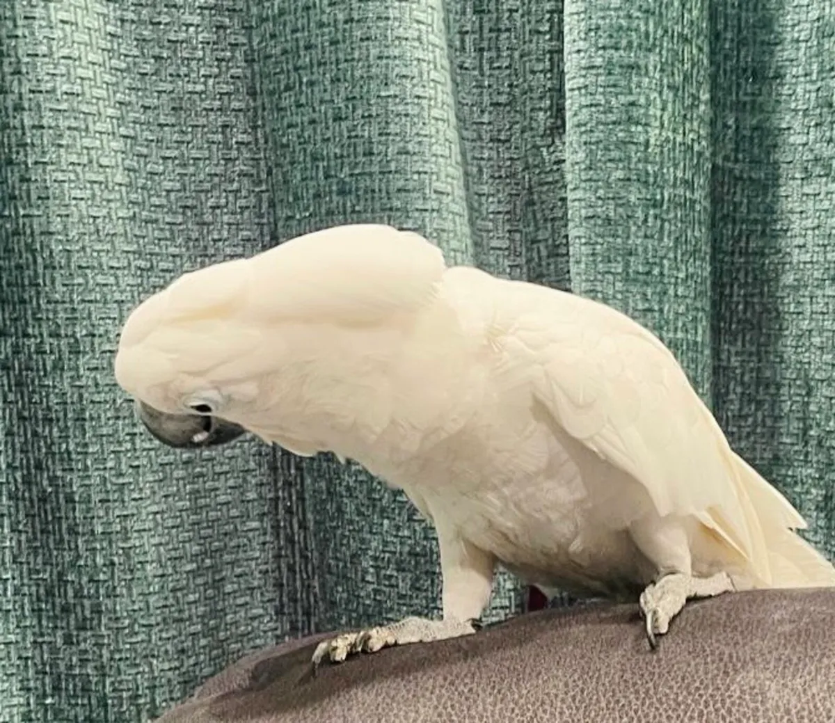 Umbrella Cockatoo. 2 years Male - Image 2