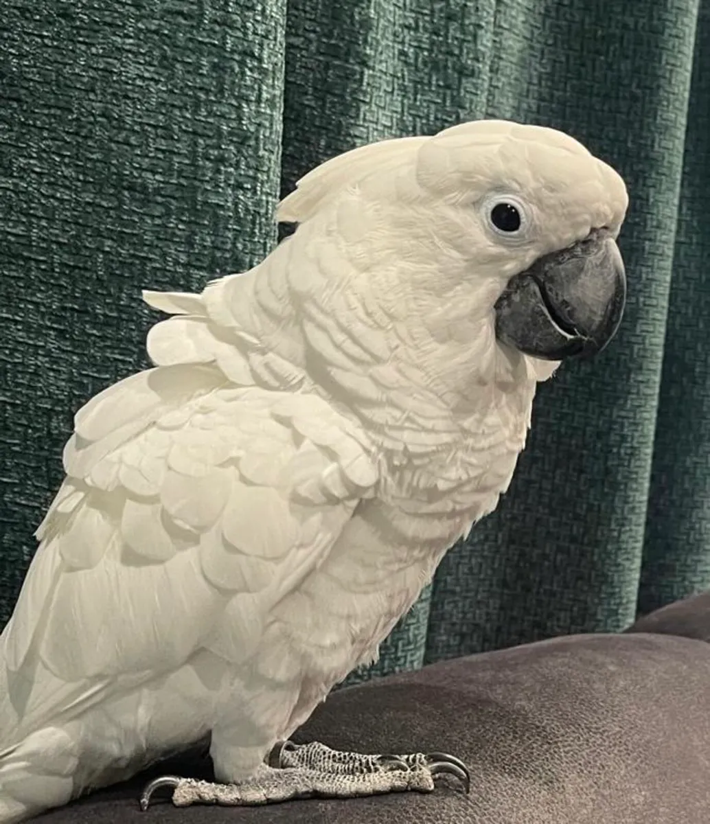 Umbrella Cockatoo. 2 years Male - Image 3