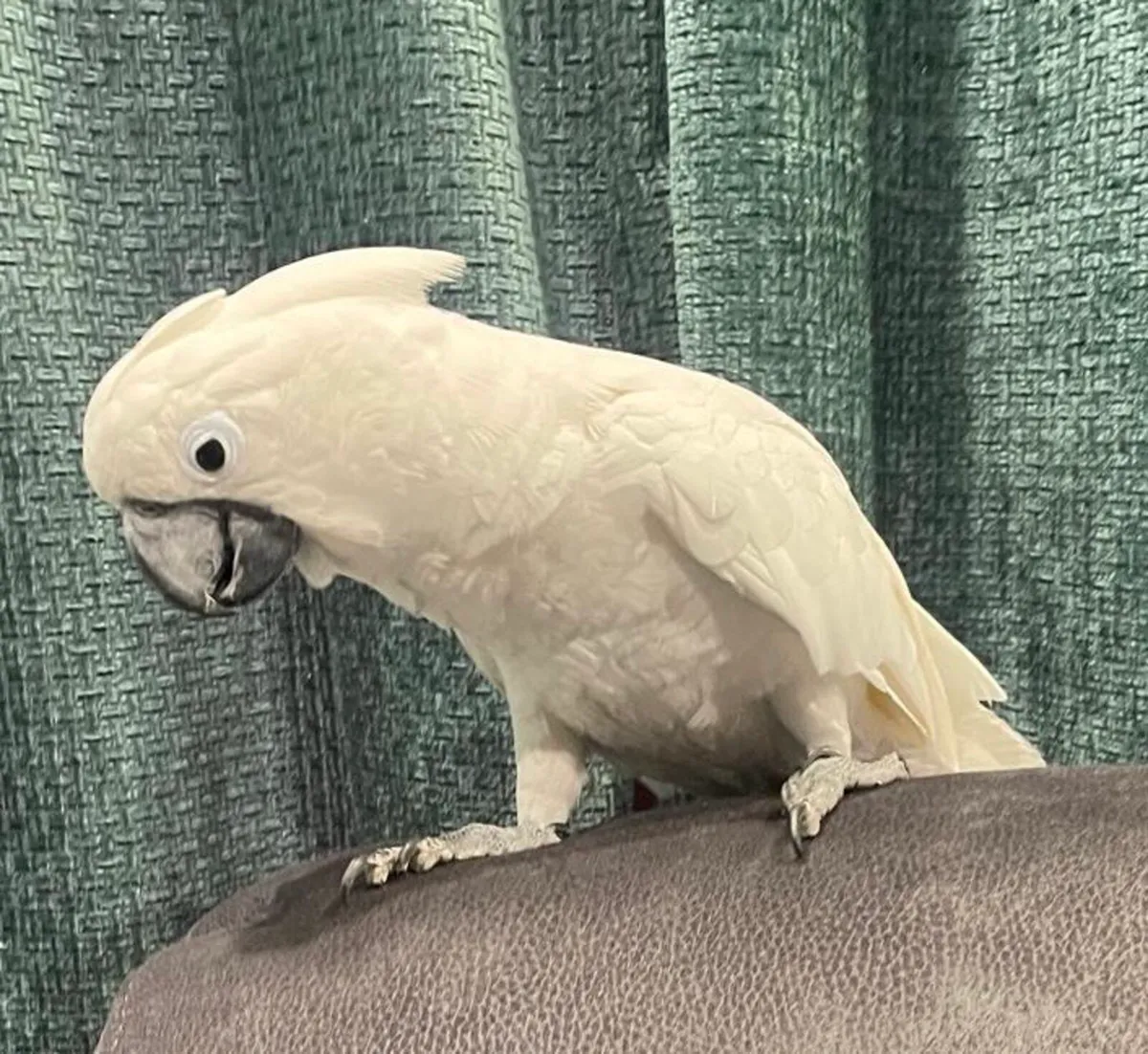 Umbrella Cockatoo. 2 years Male - Image 4