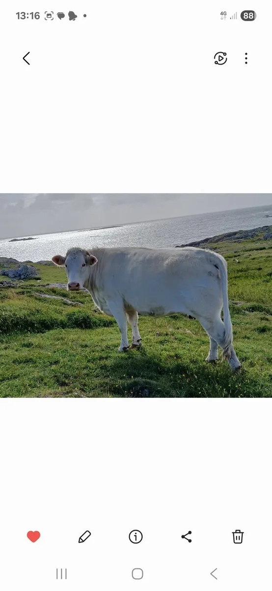 Heifer - Image 4