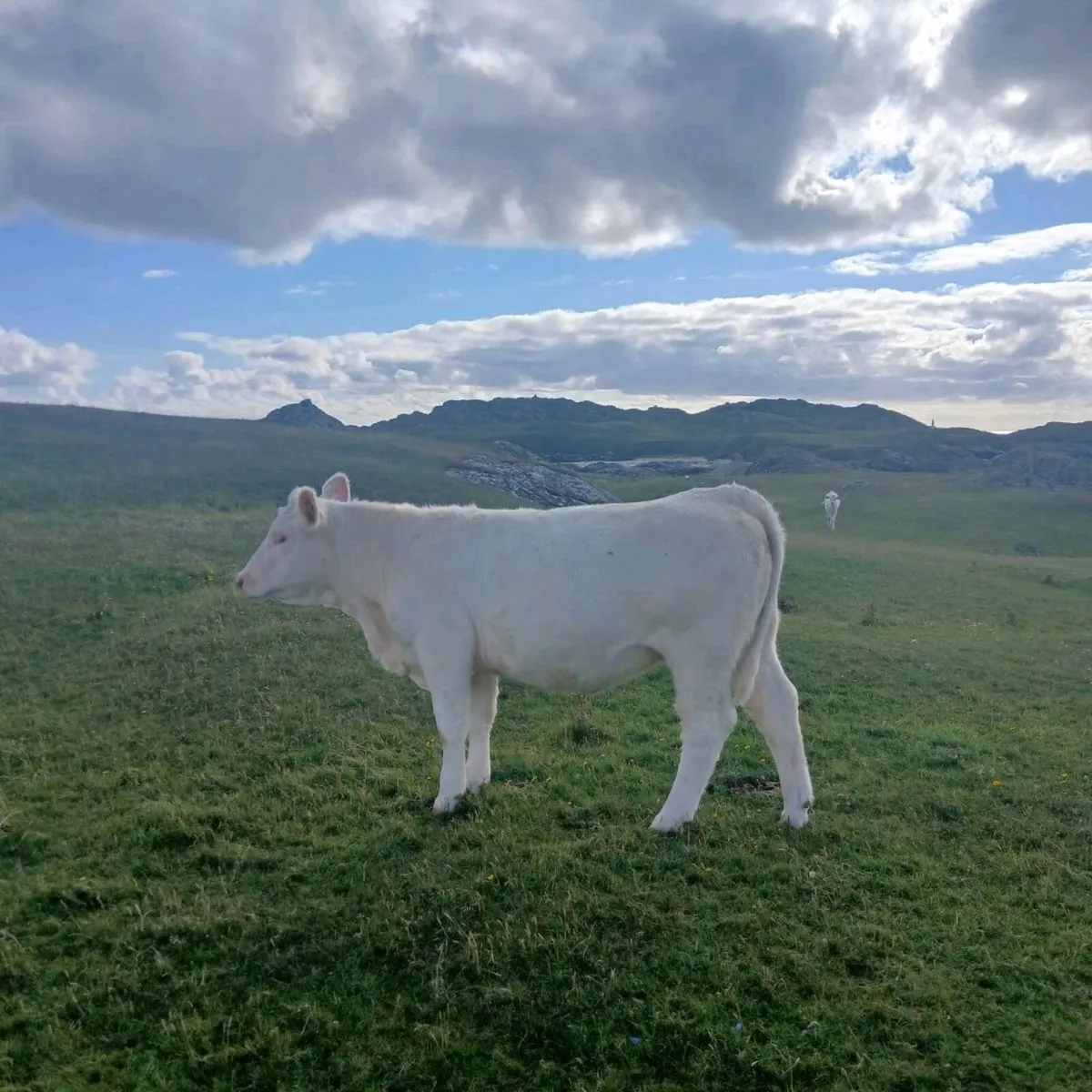 Heifer - Image 2