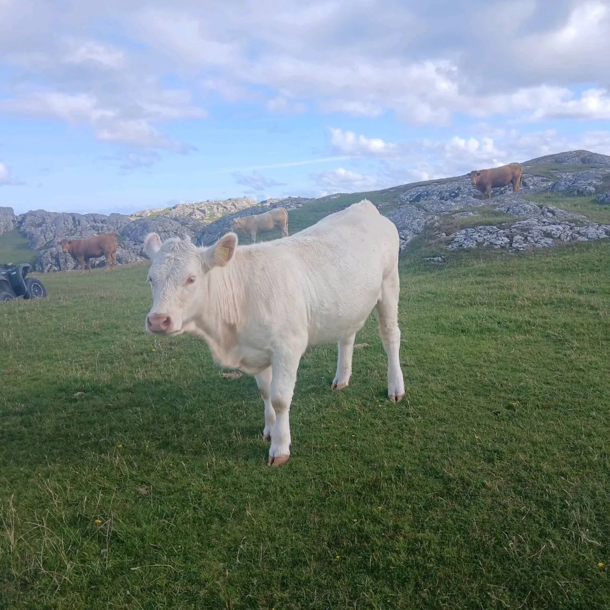 Heifer - Image 3