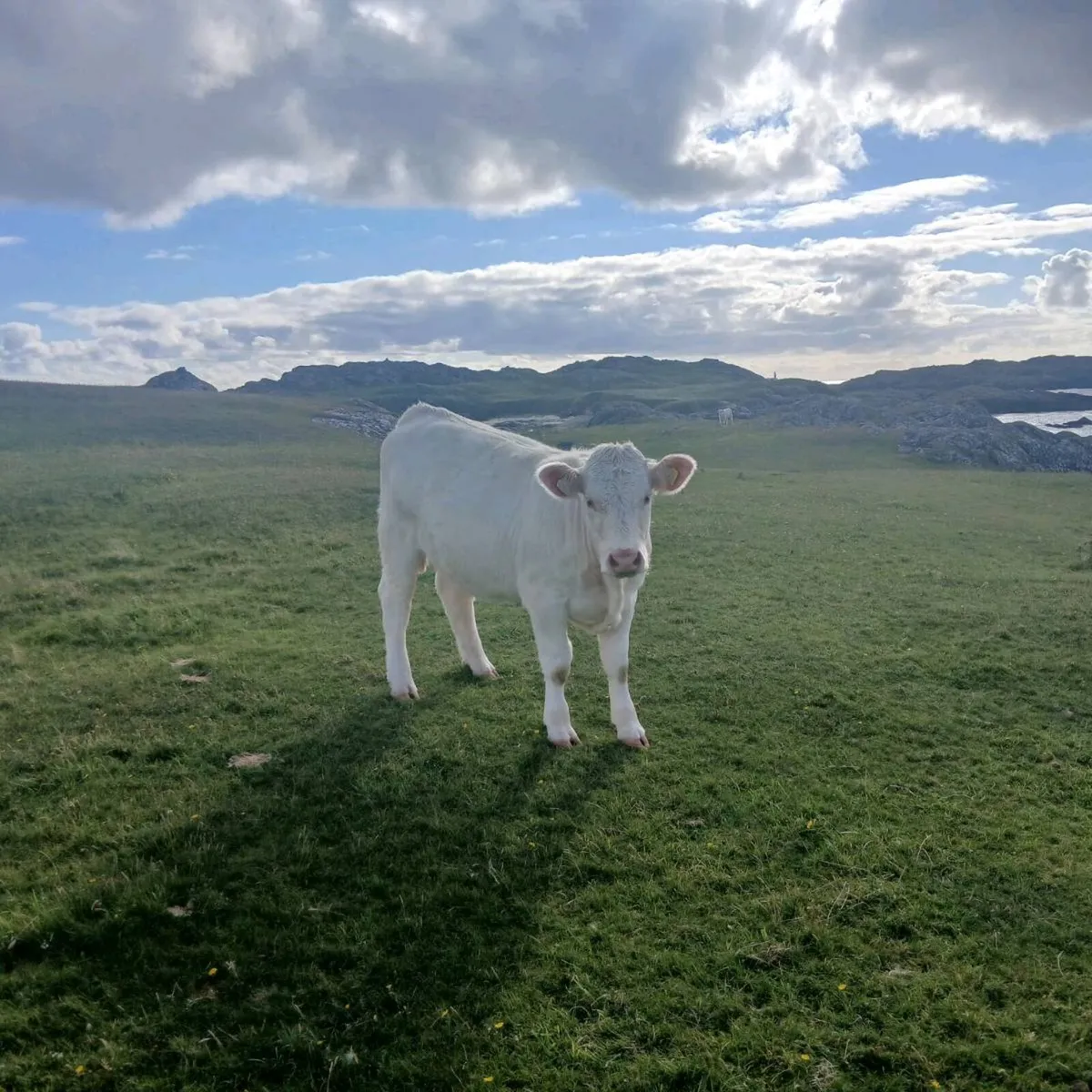 Heifer - Image 1