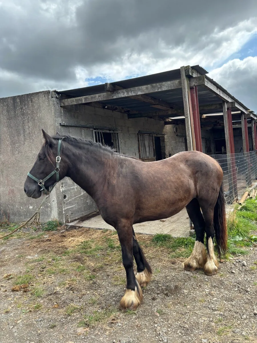 3 yr old Cob mare - Image 3