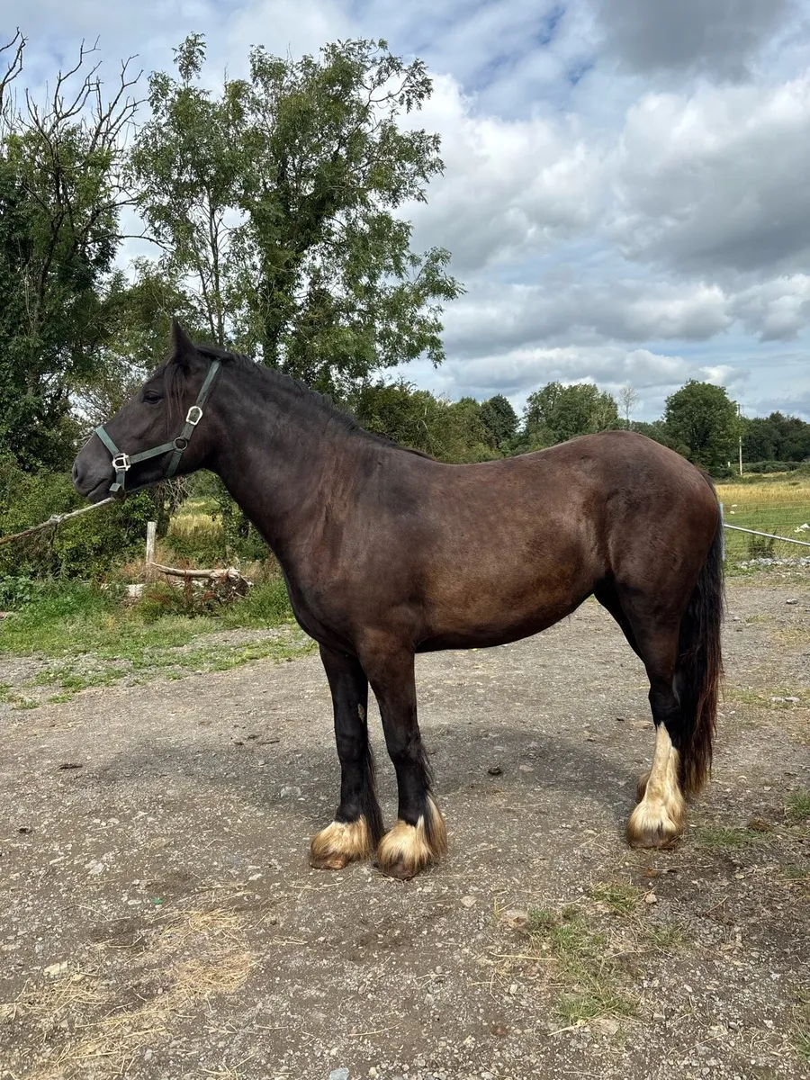 3 yr old Cob mare - Image 1