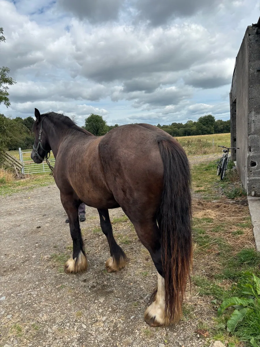 3 yr old Cob mare - Image 2