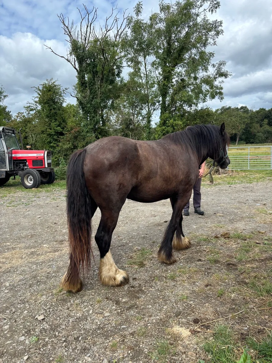 3 yr old Cob mare - Image 4