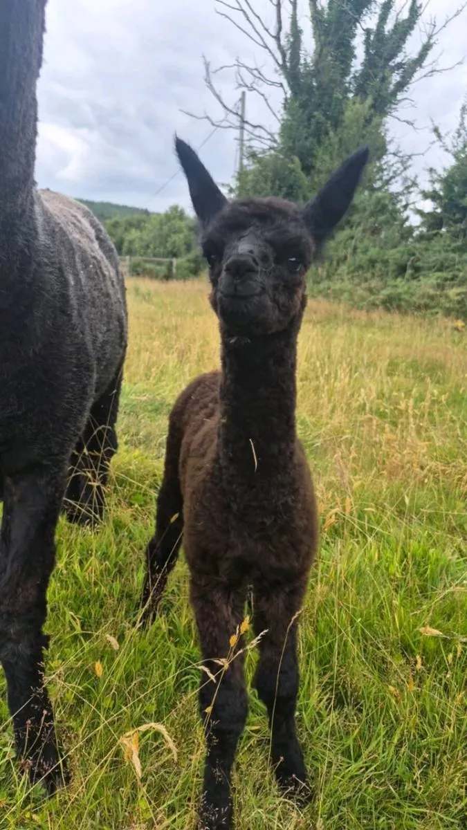 True Black female Alpaca - Image 2