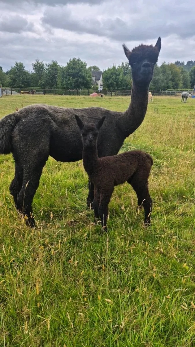 True Black female Alpaca - Image 1