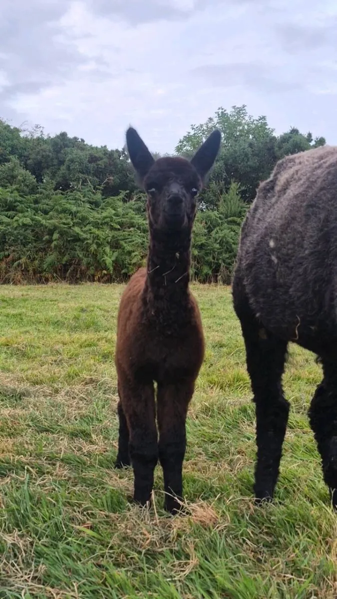 True Black female Alpaca - Image 3