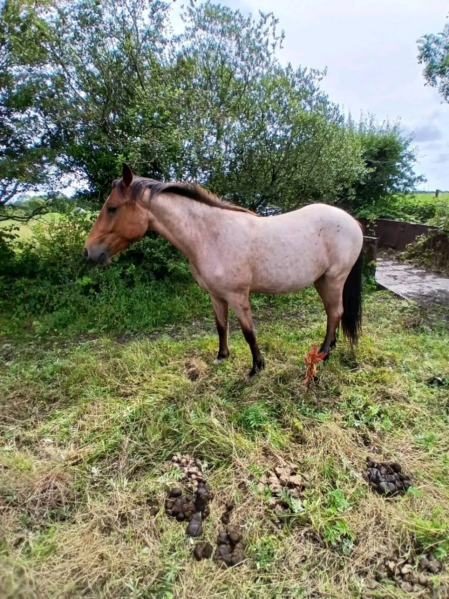 Commemara ponies - Image 1