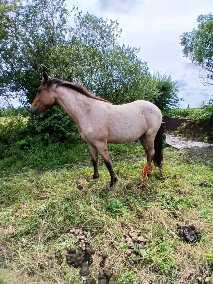 Commemara ponies - Image 2