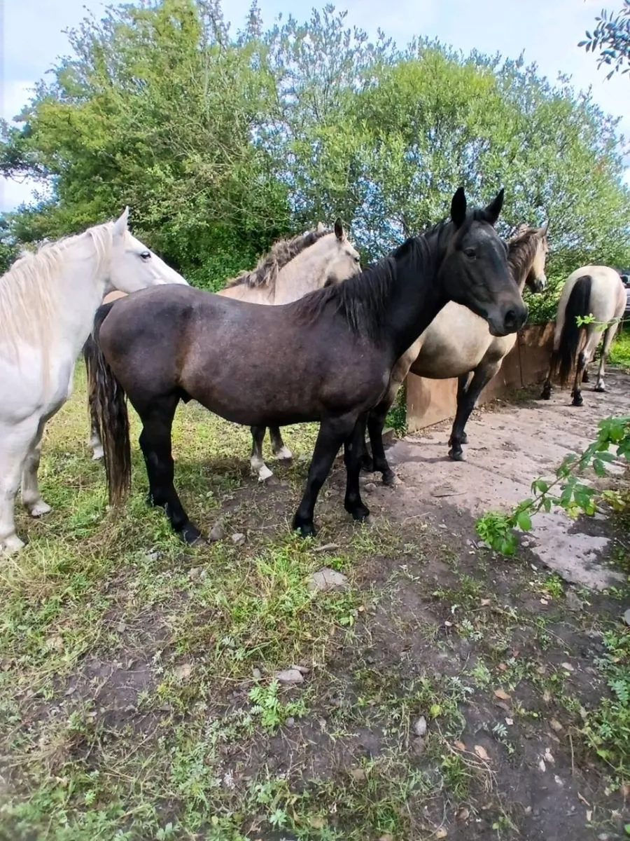 Commemara ponies - Image 3