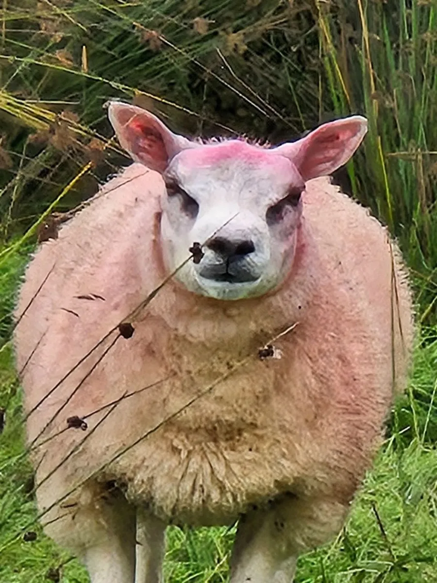 Beltex ram lamb's - Image 1