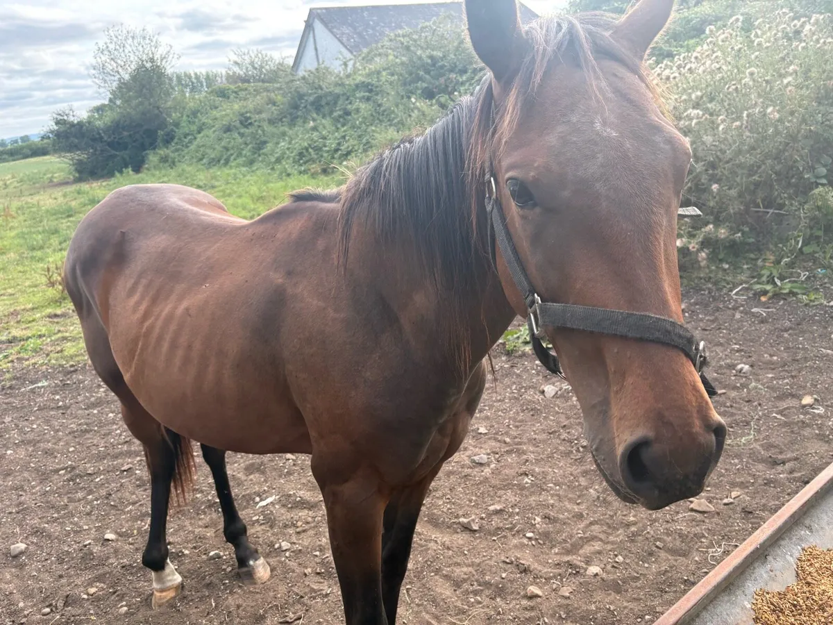 2 year old colt by flag of honour - injured - Image 3