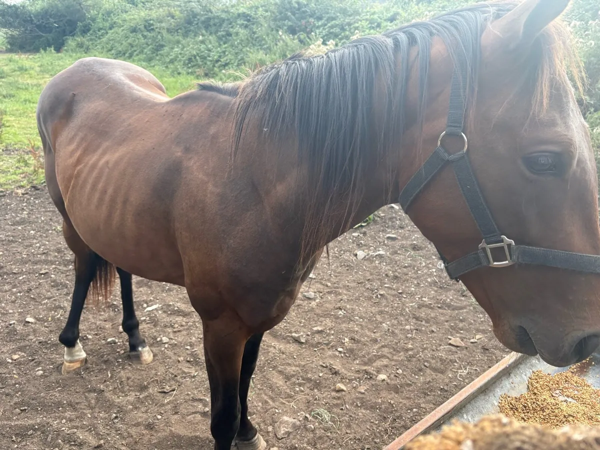 2 year old colt by flag of honour - injured - Image 4