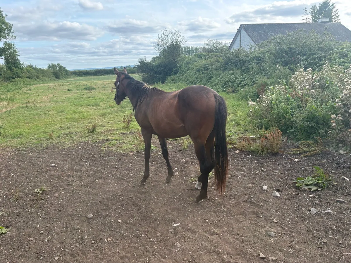 2 year old colt by flag of honour - injured - Image 1