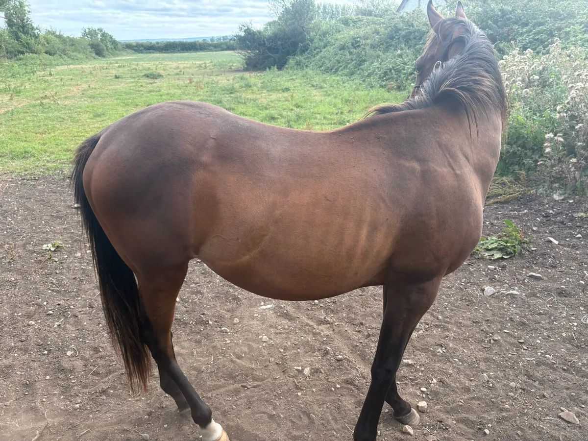 2 year old colt by flag of honour - injured - Image 2