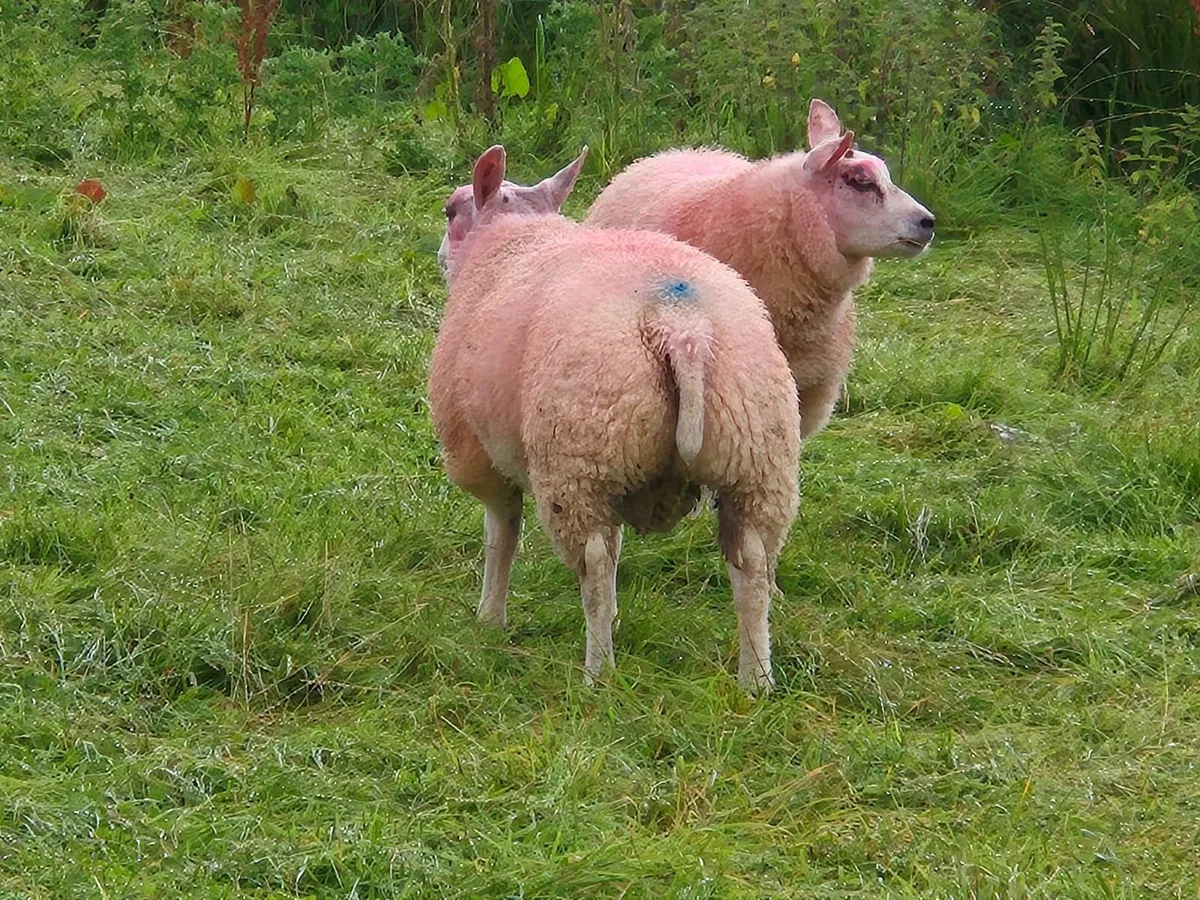 Beltex ram lamb's - Image 2