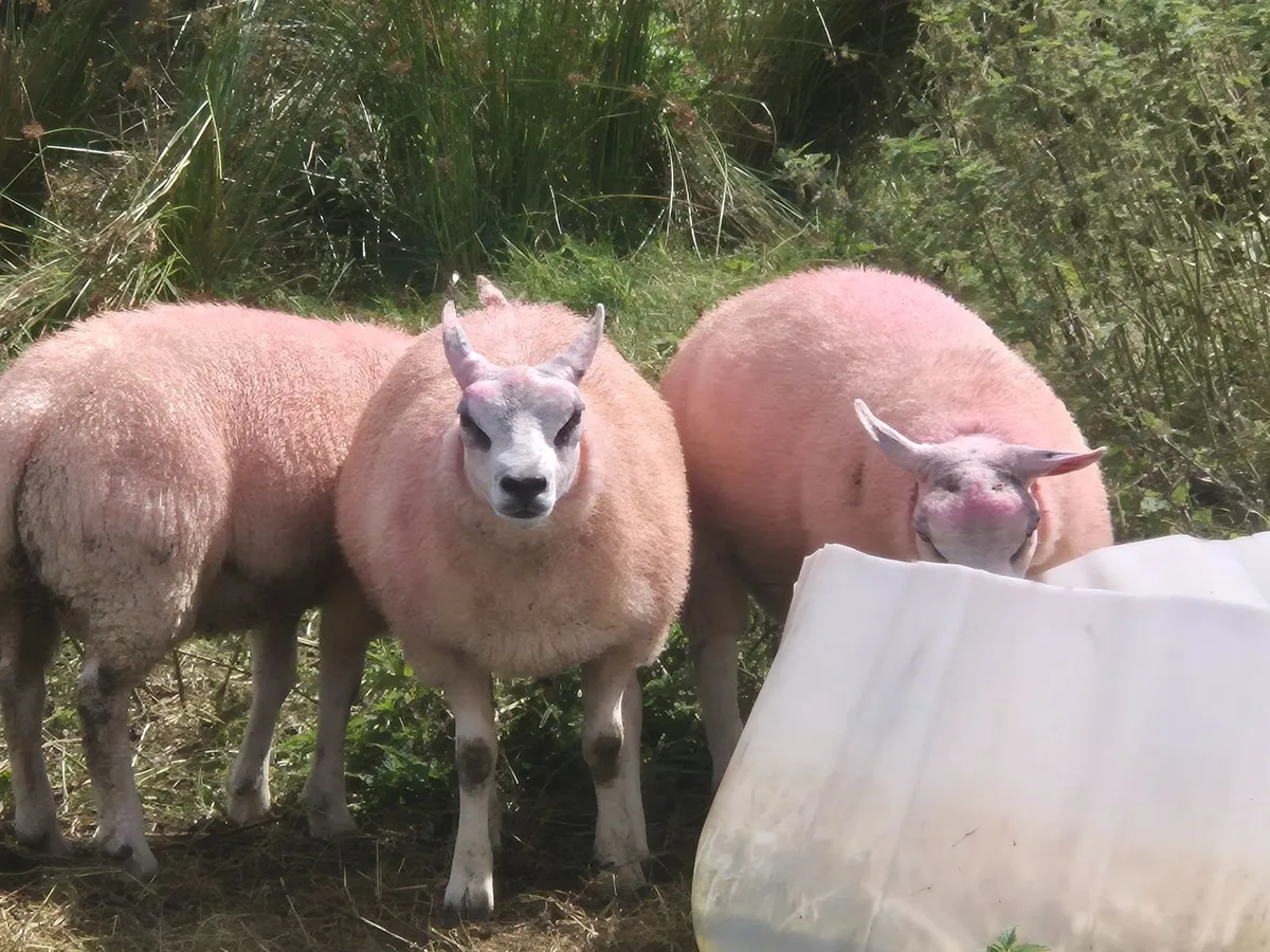 Beltex ram lamb's - Image 3