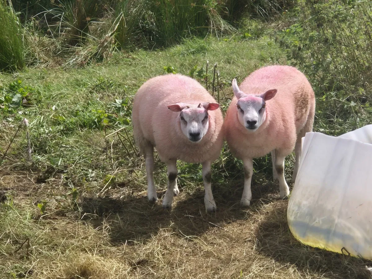 Beltex ram lamb's - Image 4