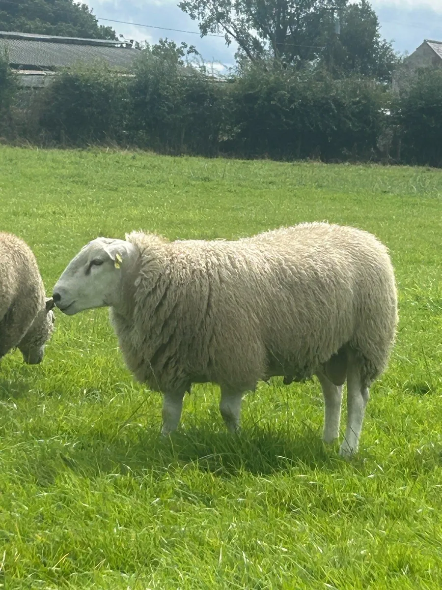 Belclare and Charollais ram lambs - Image 2