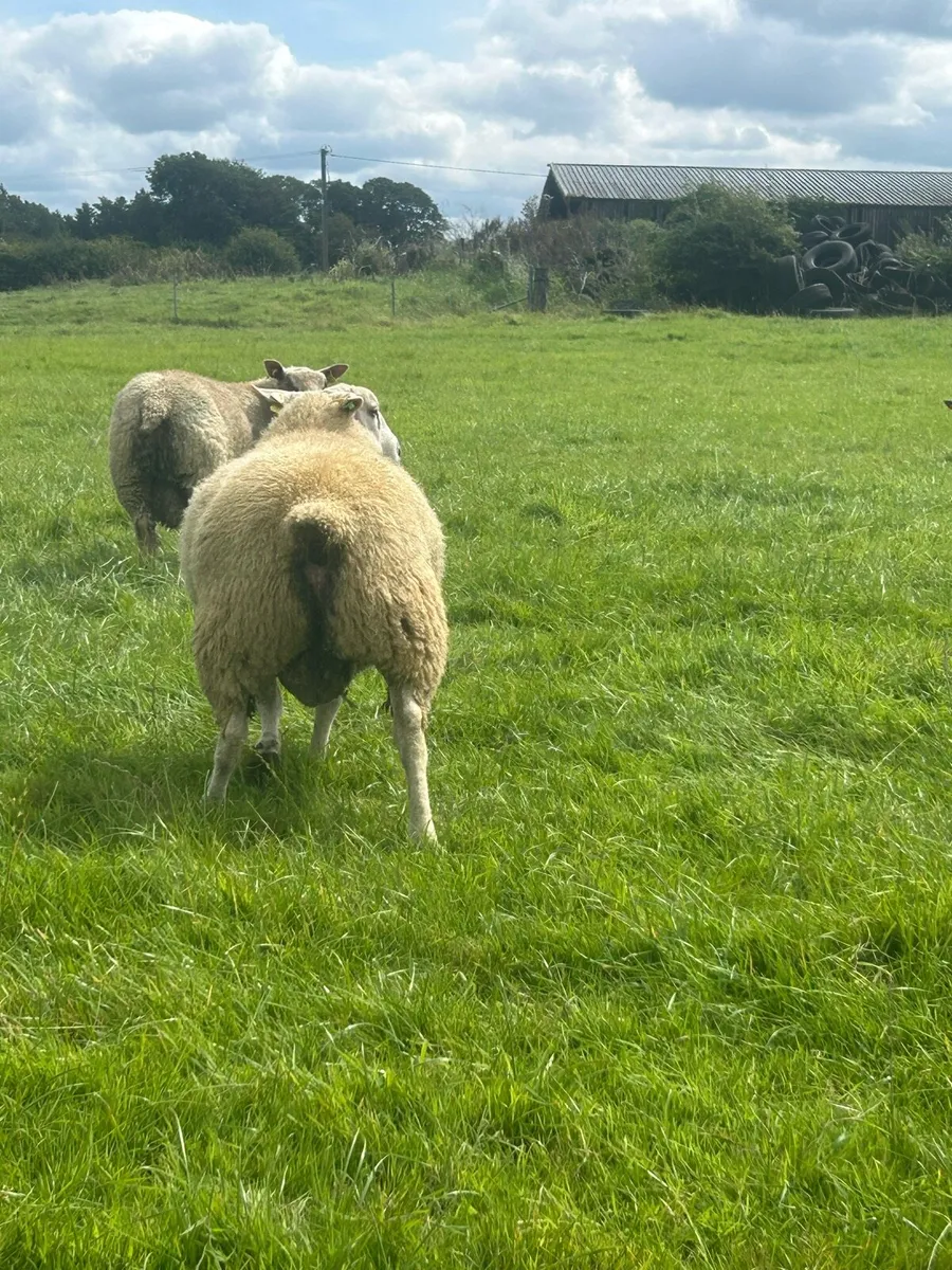 Belclare and Charollais ram lambs - Image 3