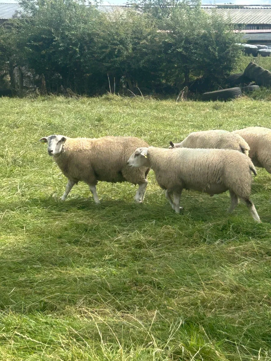 Belclare and Charollais ram lambs - Image 4
